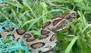 Rise in Snakebite Incidents in Rajshahi Causes and Statistics Rise in Snakebite Incidents in Rajshahi Causes and Statistics