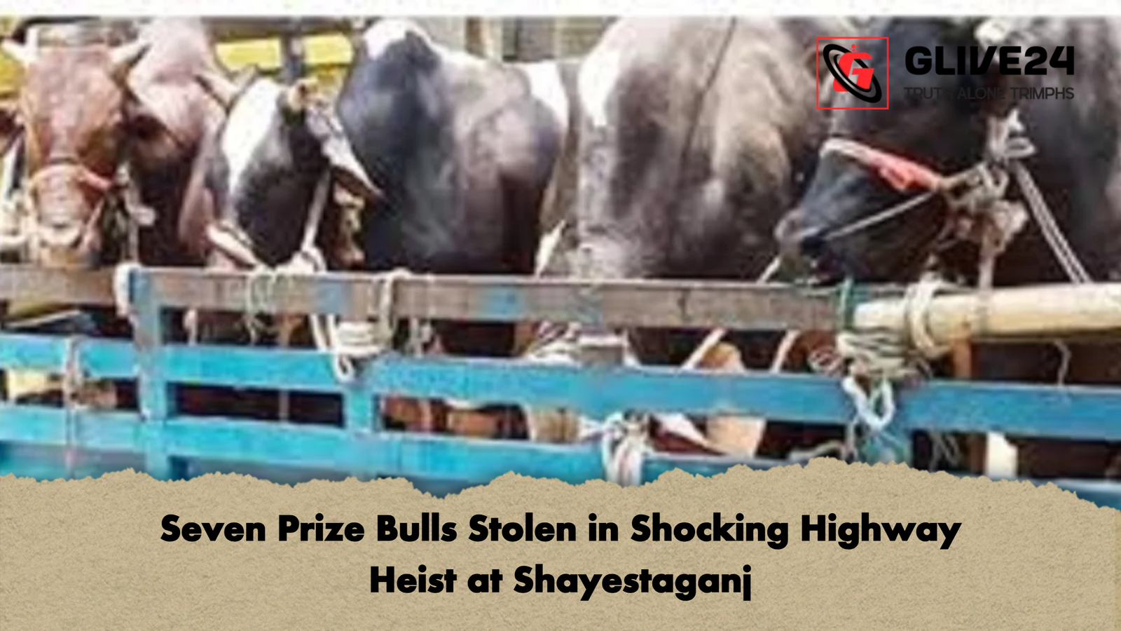 Seven Prize Bulls Stolen in Shocking Highway Heist at Shayestaganj Seven Prize Bulls Stolen in Shocking Highway Heist at Shayestaganj
