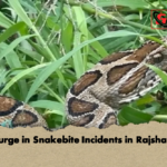 Surge in Snakebite Incidents in Rajshahi Surge in Snakebite Incidents in Rajshahi