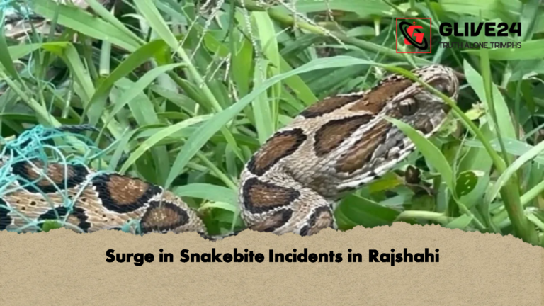 Surge in Snakebite Incidents in Rajshahi Surge in Snakebite Incidents in Rajshahi