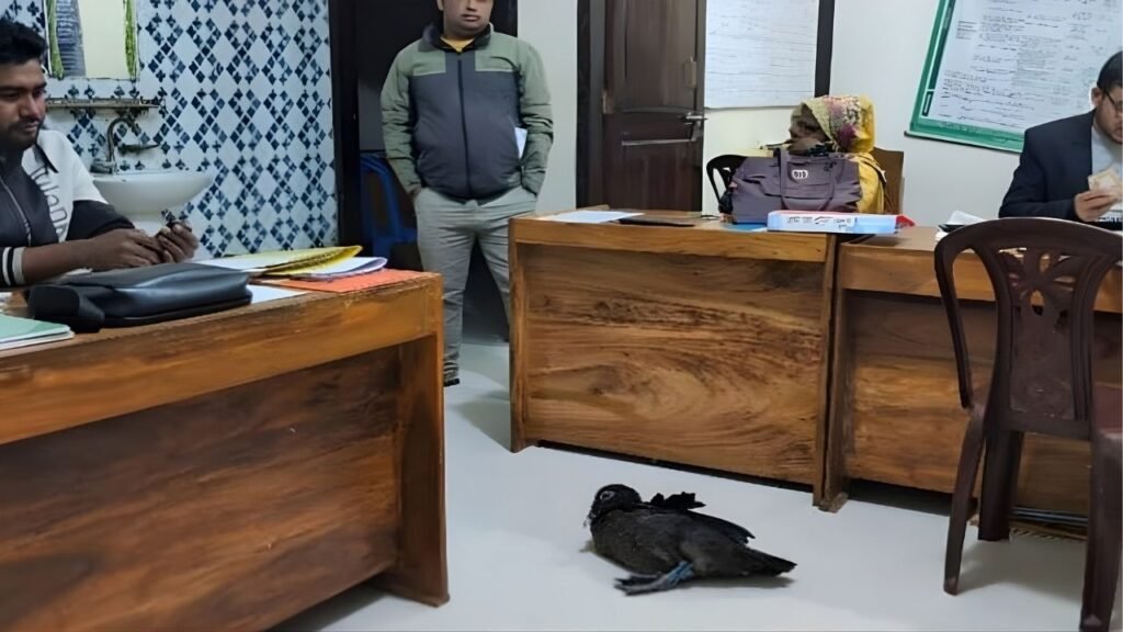 NGO Worker Seizes Household Duck Over Unpaid Instalment 3 কিস্তি না পেয়ে গৃহস্থের হাঁস নেওয়ায় বিতর্ক NGO Worker Seizes Household Duck Over Unpaid Instalment