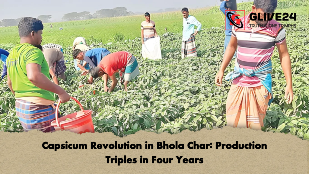 Capsicum Revolution in Bhola Char: Production Triples in Four Years 3 Capsicum Revolution in Bhola Char Production Triples in Four Years Capsicum Revolution in Bhola Char: Production Triples in Four Years
