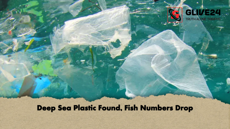 Deep Sea Plastic Found Fish Numbers Drop Deep Sea Plastic Found, Fish Numbers Drop