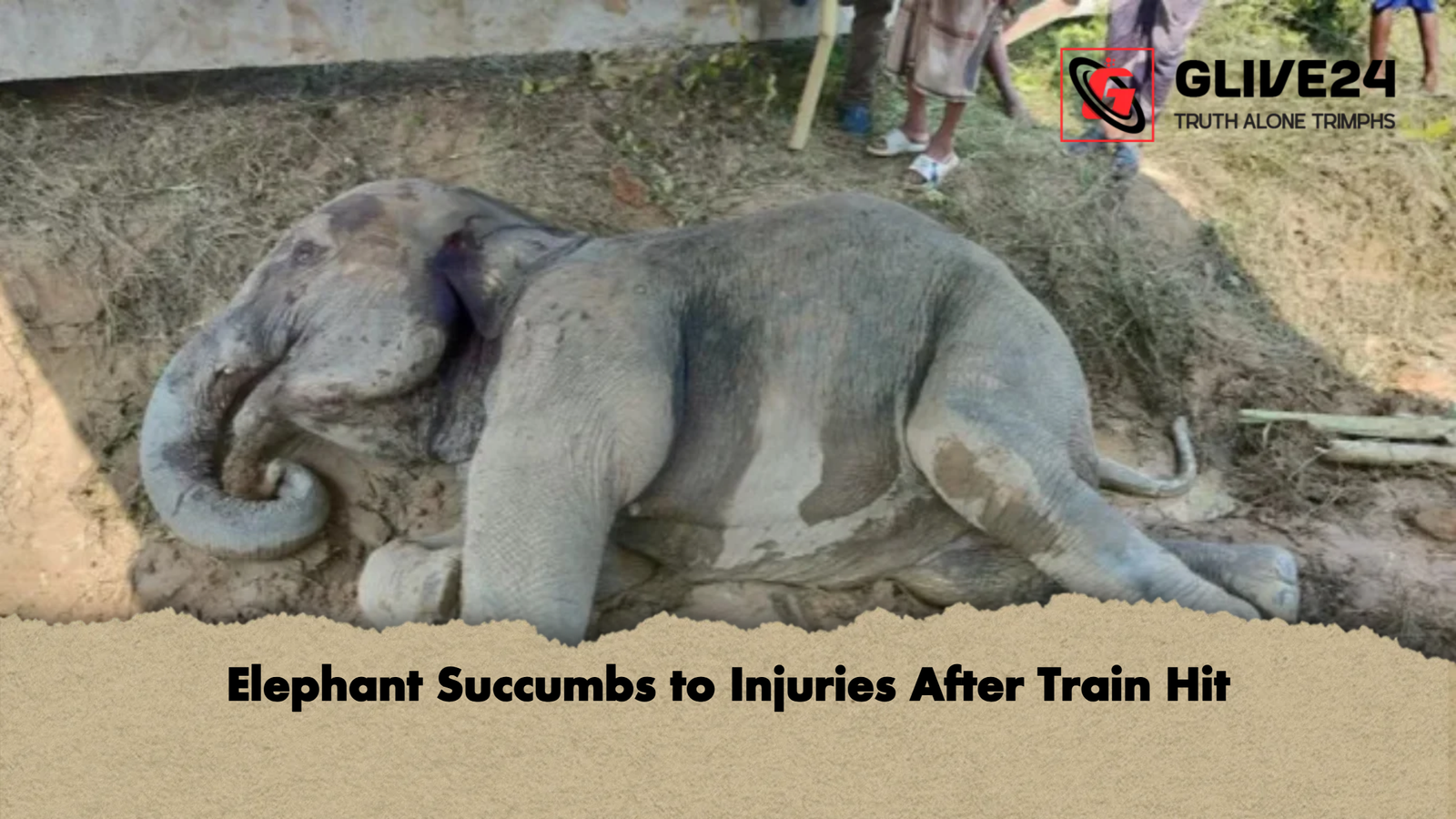 Elephant Succumbs to Injuries After Train Hit Elephant Succumbs to Injuries After Train Hit