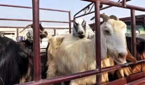 Indonesia will import livestock to meet demand during Ramadan Indonesia will import livestock to meet demand during Ramadan.