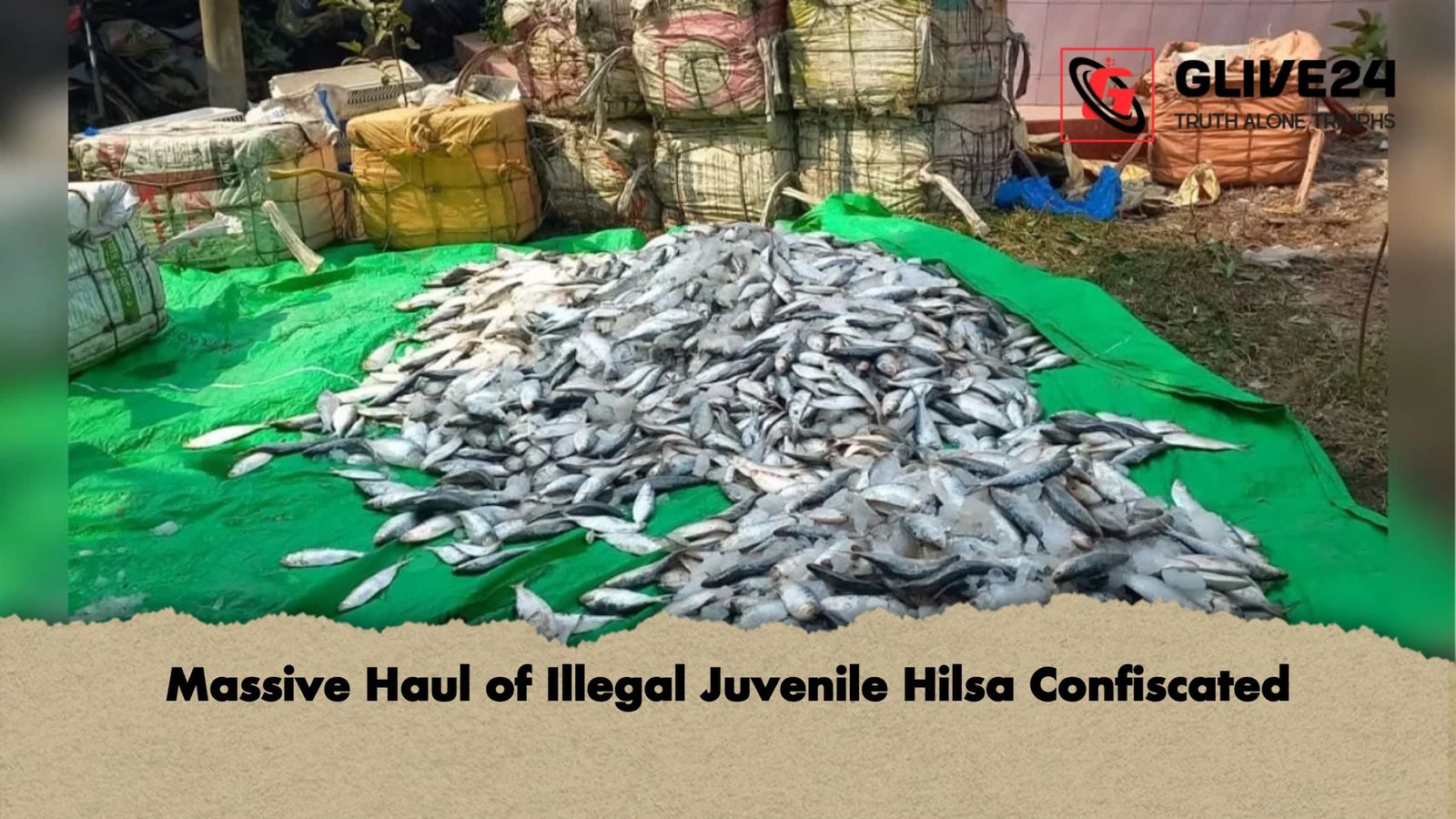 Massive Haul of Illegal Juvenile Hilsa Confiscated Massive Haul of Illegal Juvenile Hilsa Confiscated