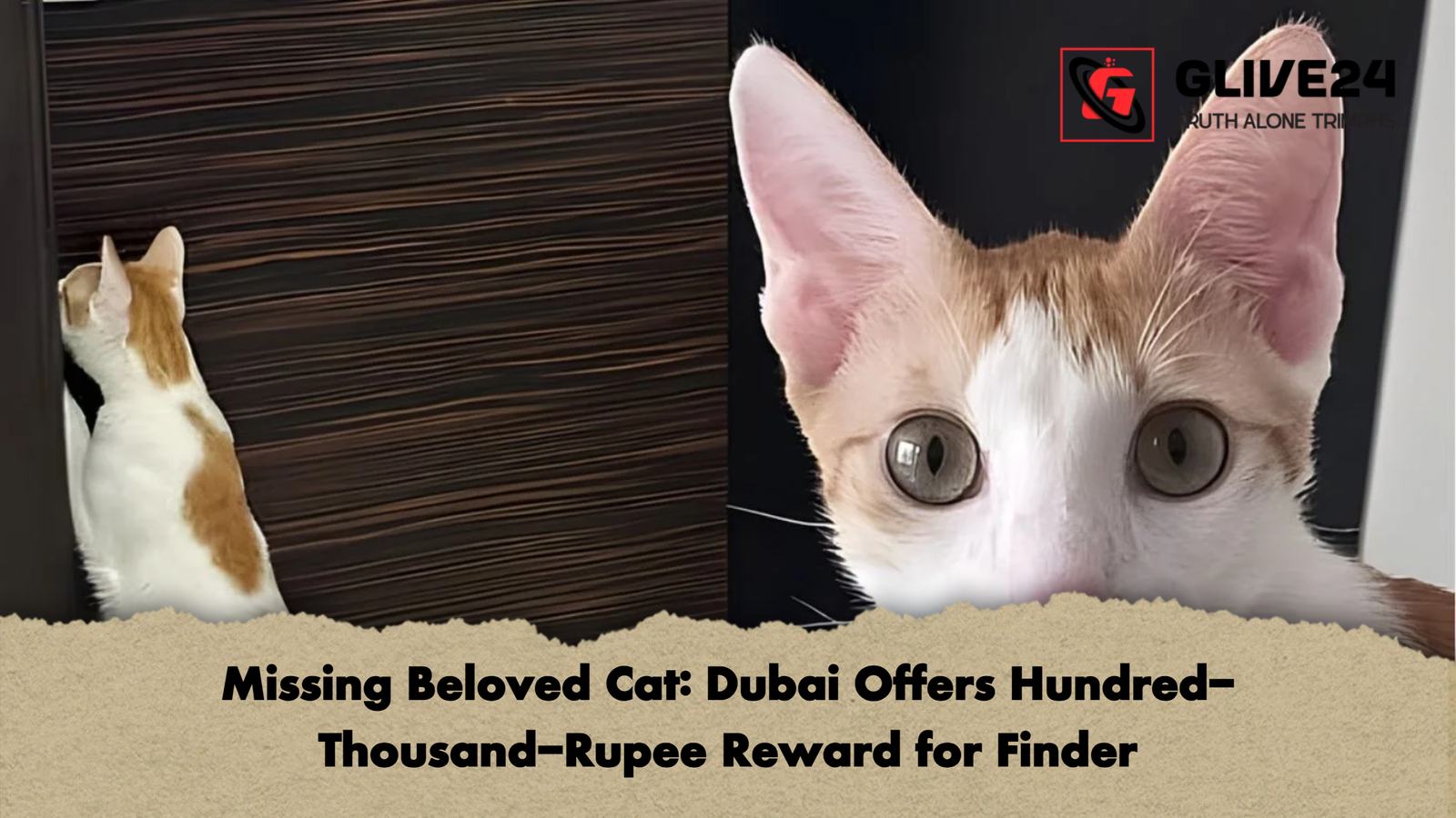 Missing Beloved Cat Dubai Offers Hundred Thousand Rupee Reward for Finder Missing Beloved Cat: Dubai Offers Hundred-Thousand-Rupee Reward for Finder