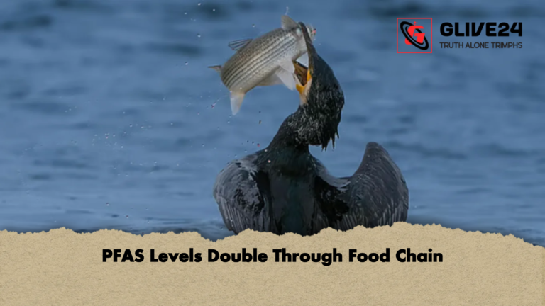 PFAS Levels Double Through Food Chain PFAS Levels Double Through Food Chain