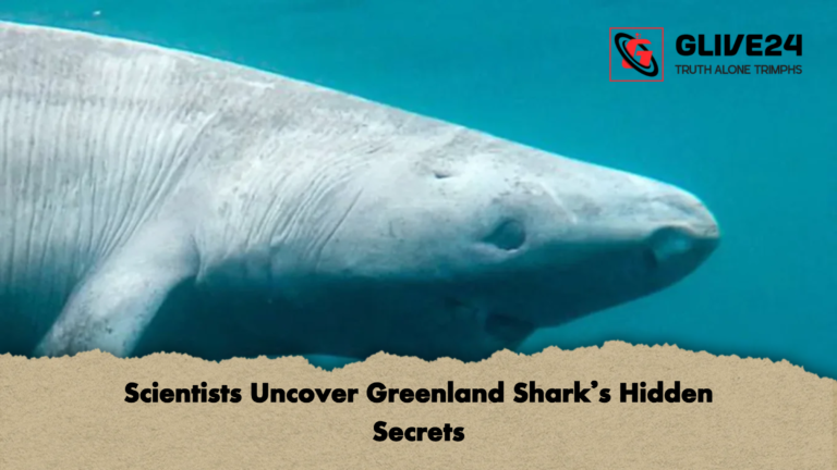 Scientists Uncover Greenland Sharks Hidden Secrets Scientists Uncover Greenland Shark’s Hidden Secrets