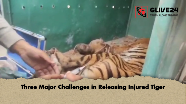Three Major Challenges in Releasing Injured Tiger Three Major Challenges in Releasing Injured Tiger