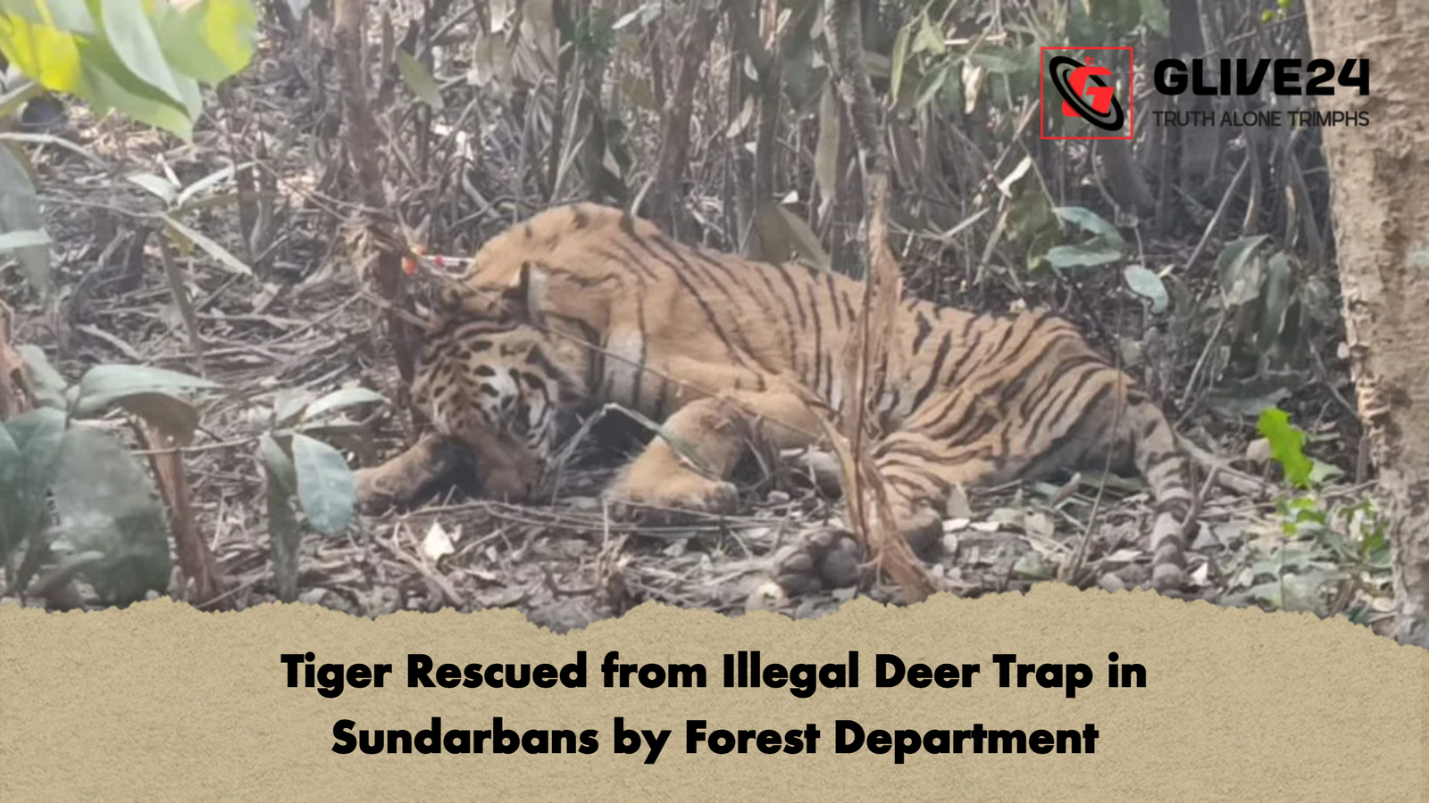 Tiger Rescued from Illegal Deer Trap in Sundarbans by Forest Department Tiger Rescued from Illegal Deer Trap in Sundarbans by Forest Department