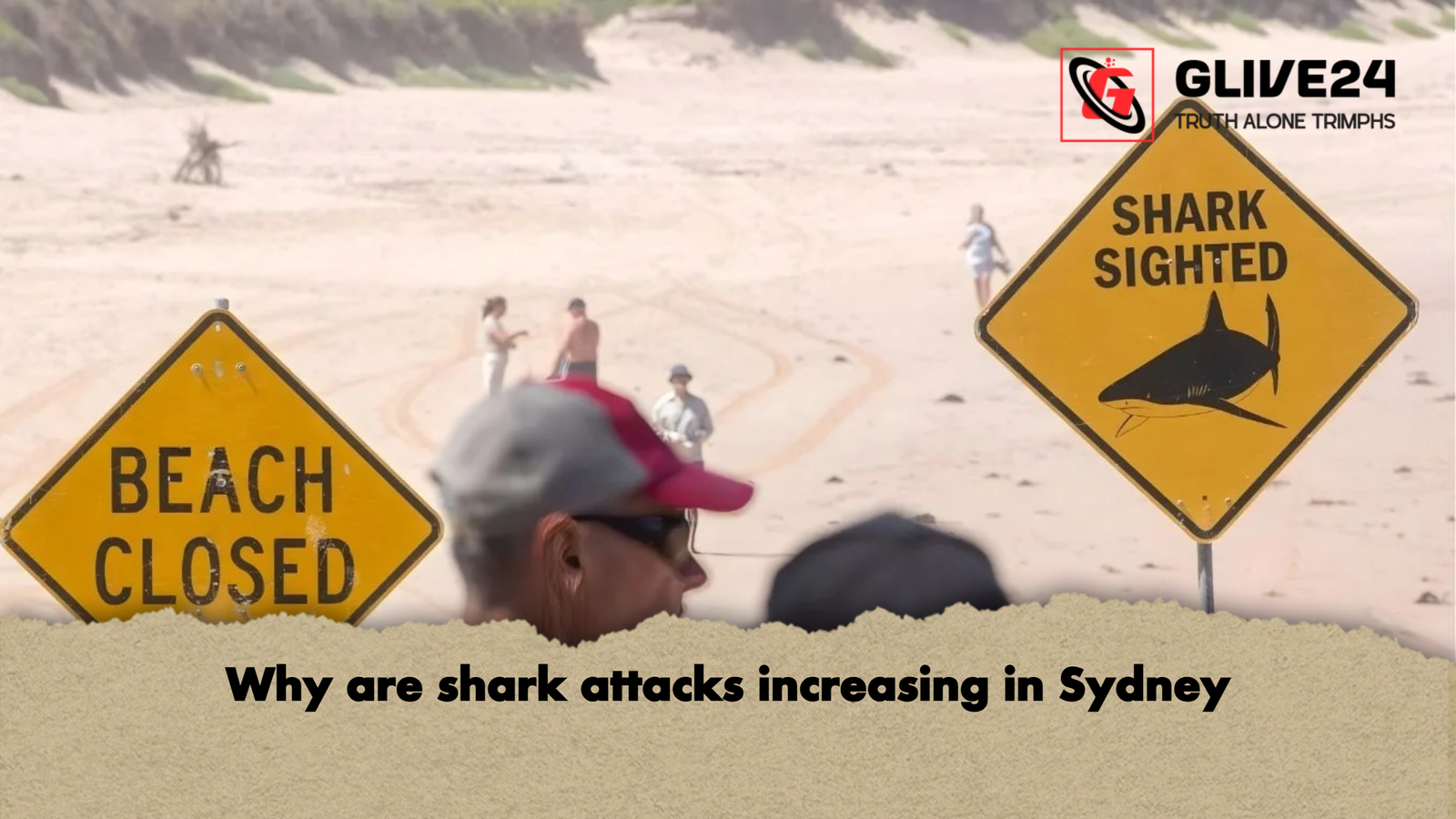 Why are shark attacks increasing in Sydney Why are shark attacks increasing in Sydney