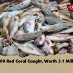 1100 Red Coral Caught Worth 3.1 Million 1,100 Red Coral Caught, Worth 3.1 Million