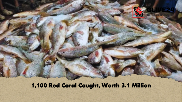 1100 Red Coral Caught Worth 3.1 Million 1,100 Red Coral Caught, Worth 3.1 Million