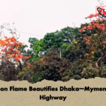 Crimson Flame Beautifies Dhaka–Mymensingh Highway Crimson Flame Beautifies Dhaka–Mymensingh Highway