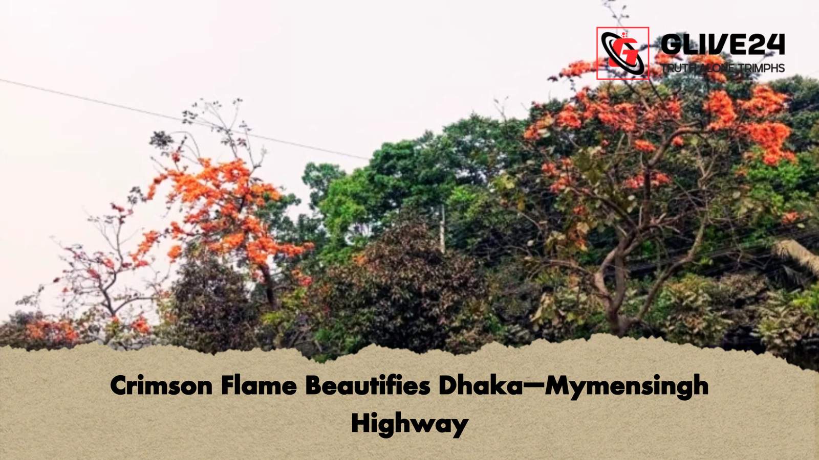 Crimson Flame Beautifies Dhaka–Mymensingh Highway Crimson Flame Beautifies Dhaka–Mymensingh Highway