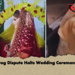 Dog Dispute Halts Wedding Ceremony Dog Dispute Halts Wedding Ceremony