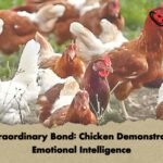 Extraordinary Bond Chicken Demonstrates Emotional Intelligence