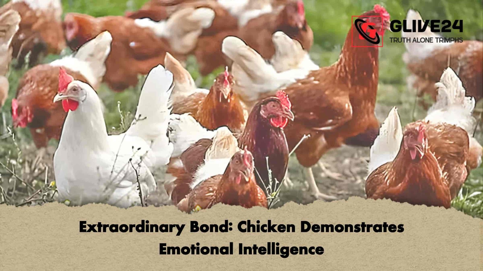 Extraordinary Bond Chicken Demonstrates Emotional Intelligence