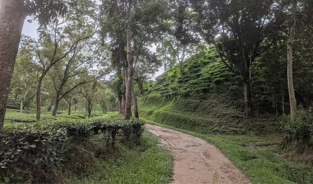 Ghost Workers Undermine Government Tea Estates Ghost Workers Plague State Tea Gardens