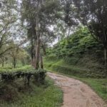 Ghost Workers Undermine Government Tea Estates Ghost Workers Plague State Tea Gardens