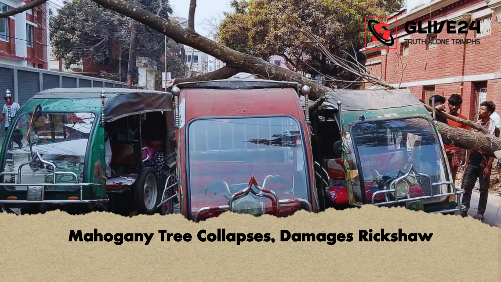Mahogany Tree Collapses Damages Rickshaw Mahogany Tree Collapses, Damages Rickshaw