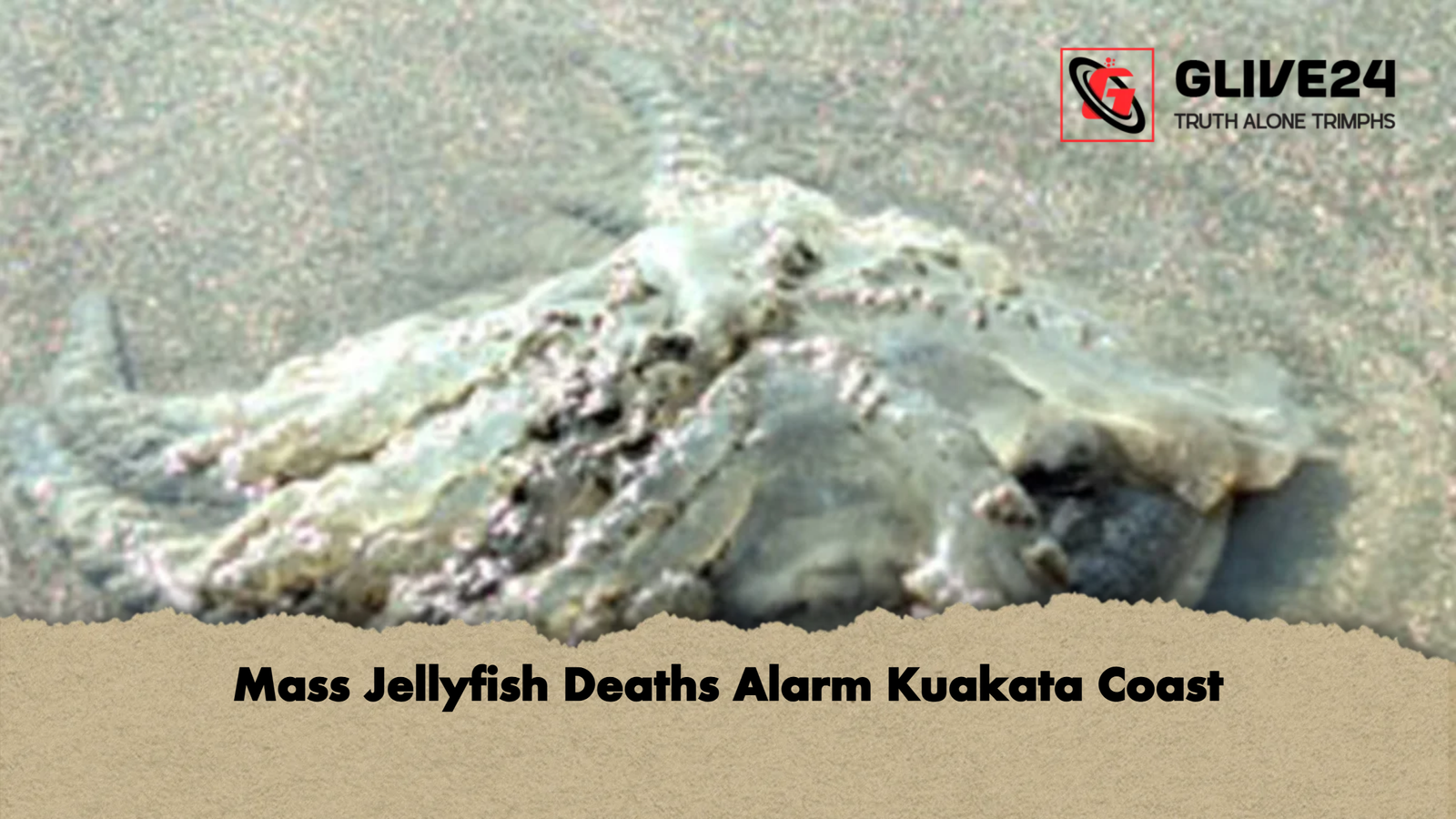 Mass Jellyfish Deaths Alarm Kuakata Coast Mass Jellyfish Deaths Alarm Kuakata Coast