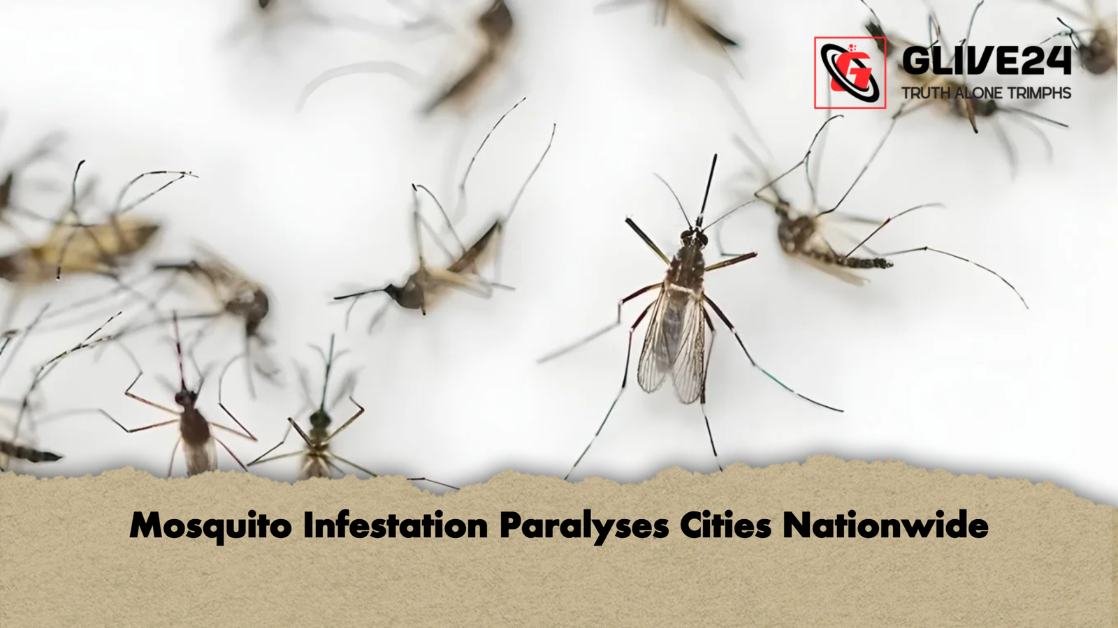 Mosquito Infestation Paralyses Cities Nationwide 1 Mosquito Infestation Paralyses Cities Nationwide Mosquito Infestation Paralyses Cities Nationwide