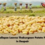Price Collapse Leaves Thakurgaon Potato Farmers in Despair Price Collapse Leaves Thakurgaon Potato Farmers in Despair