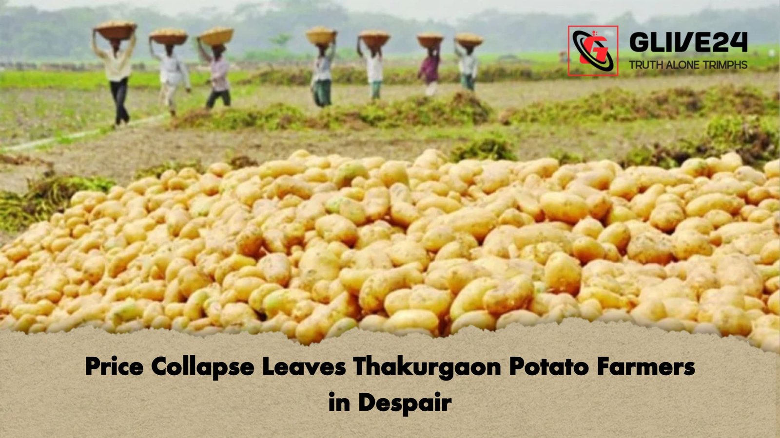 Price Collapse Leaves Thakurgaon Potato Farmers in Despair 1 Price Collapse Leaves Thakurgaon Potato Farmers in Despair Price Collapse Leaves Thakurgaon Potato Farmers in Despair