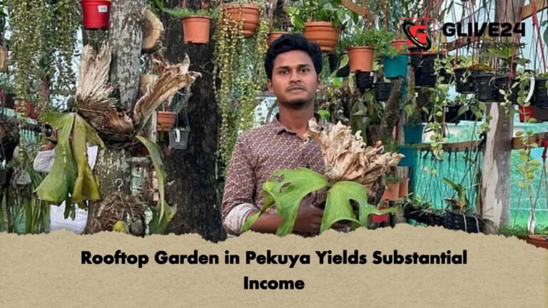 Rooftop Garden in Pekuya Yields Substantial Income