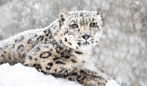 Women Lead Snow Leopard Recovery Women Lead Snow Leopard Recovery