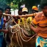 Colossal Bowl Fish Captured Near Saint Martins Island Giant Bull Fish Nets Small Fortune in Teknaf