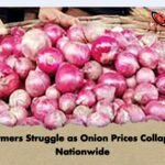 Farmers Struggle as Onion Prices Collapse Nationwide