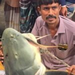 Giant 90kg Catfish Caught in Brahmaputra Giant 90kg Catfish Caught in Brahmaputra