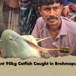 Giant 90kg Catfish Caught in Brahmaputra Giant 90kg Catfish Caught in Brahmaputra