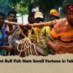 Giant Bull Fish Nets Small Fortune in Teknaf Giant Bull Fish Nets Small Fortune in Teknaf
