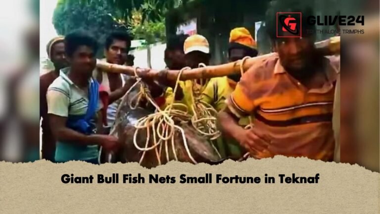 Giant Bull Fish Nets Small Fortune in Teknaf Giant Bull Fish Nets Small Fortune in Teknaf
