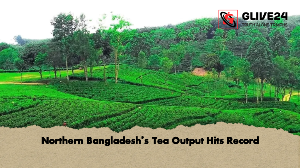 Northern Bangladeshs Tea Output Hits Record Northern Bangladesh’s Tea Output Hits Record