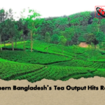 Northern Bangladeshs Tea Output Hits Record Northern Bangladesh’s Tea Output Hits Record