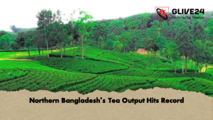 Northern Bangladeshs Tea Output Hits Record Northern Bangladesh’s Tea Output Hits Record
