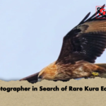 Photographer in Search of Rare Kura Eagle Photographer in Search of Rare Kura Eagle