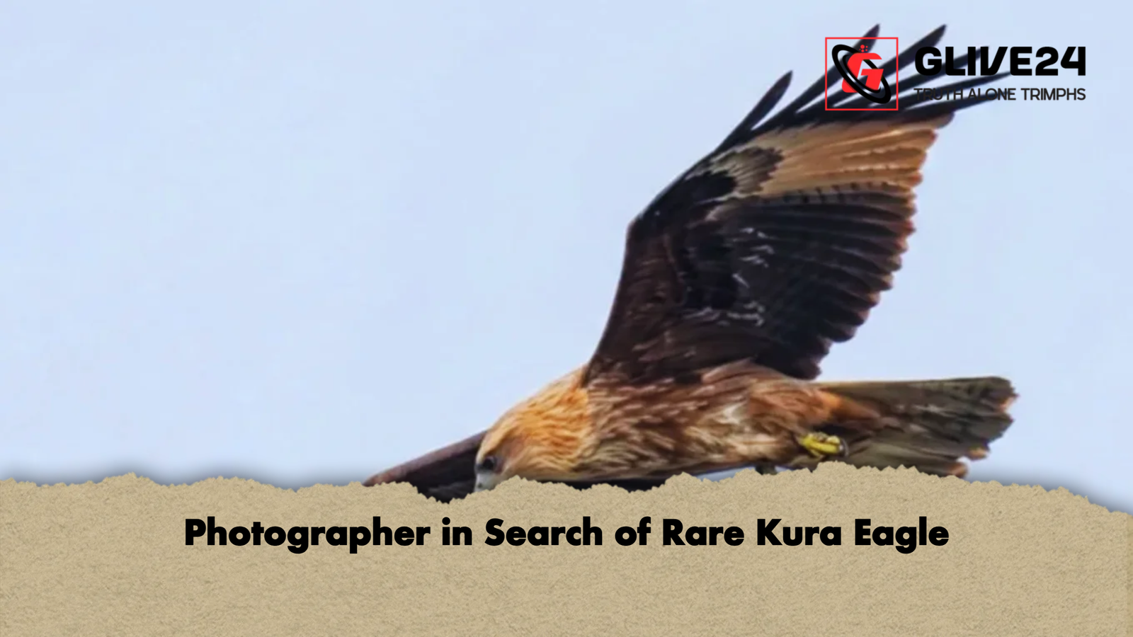 Photographer in Search of Rare Kura Eagle Photographer in Search of Rare Kura Eagle