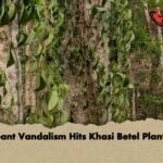 Rampant Vandalism Hits Khasi Betel Plantation