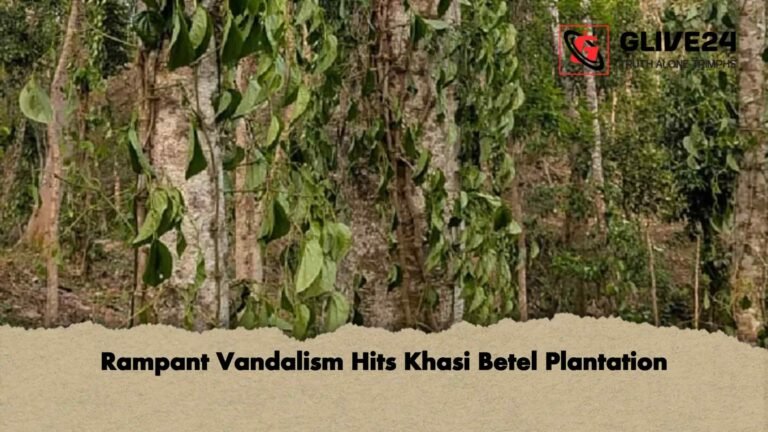 Rampant Vandalism Hits Khasi Betel Plantation