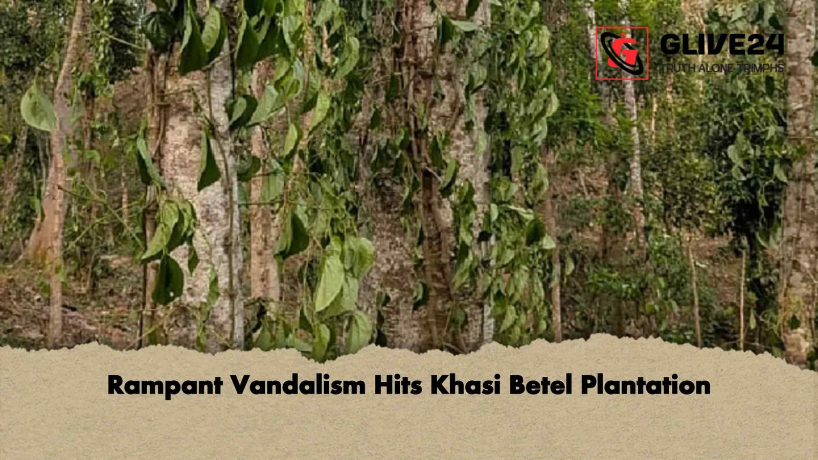 Rampant Vandalism Hits Khasi Betel Plantation 1 Rampant Vandalism Hits Khasi Betel Plantation