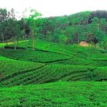 উত্তরের জেলাগুলোতে চা উৎপাদনে নতুন রেকর্ড Northern Bangladesh’s Tea Output Hits Record