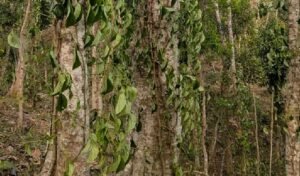 কুলাউড়ায় খাসিয়াপুঞ্জিতে সহস্রাধিক পানগাছ কেটে ফেলে দুর্বৃত্তরা কুলাউড়ায় খাসিয়াপুঞ্জিতে সহস্রাধিক পানগাছ কেটে ফেলে দুর্বৃত্তরা