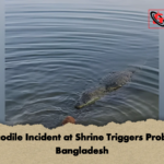 Crocodile Incident at Shrine Triggers Probe in Bangladesh Crocodile Incident at Shrine Triggers Probe in Bangladesh