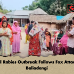 Fatal Rabies Outbreak Follows Fox Attack In Baliadangi 2 Fatal Rabies Outbreak Follows Fox Attack In Baliadangi